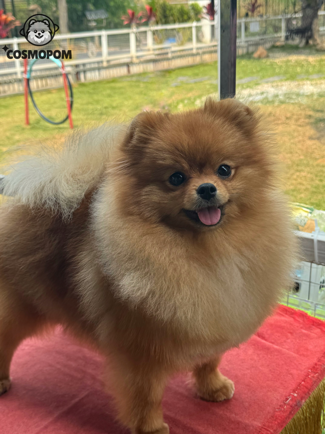 Moxiepoms Barbara Bambi the Princess