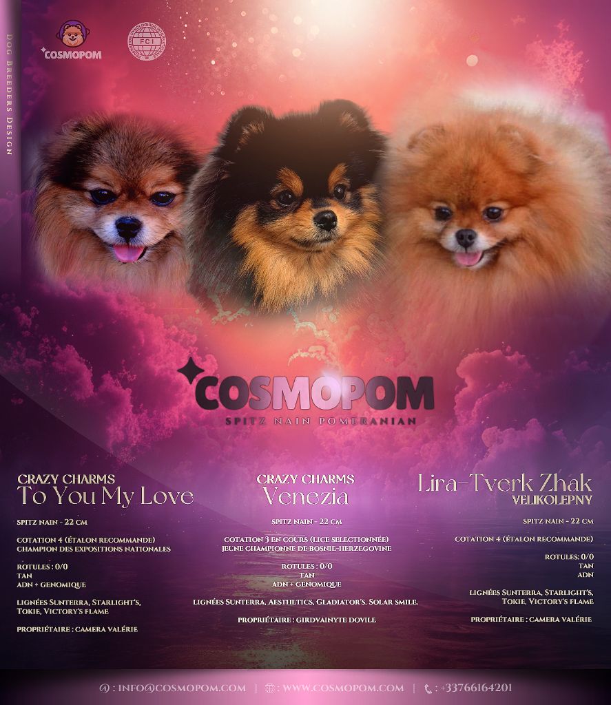 Naissance des chiots 