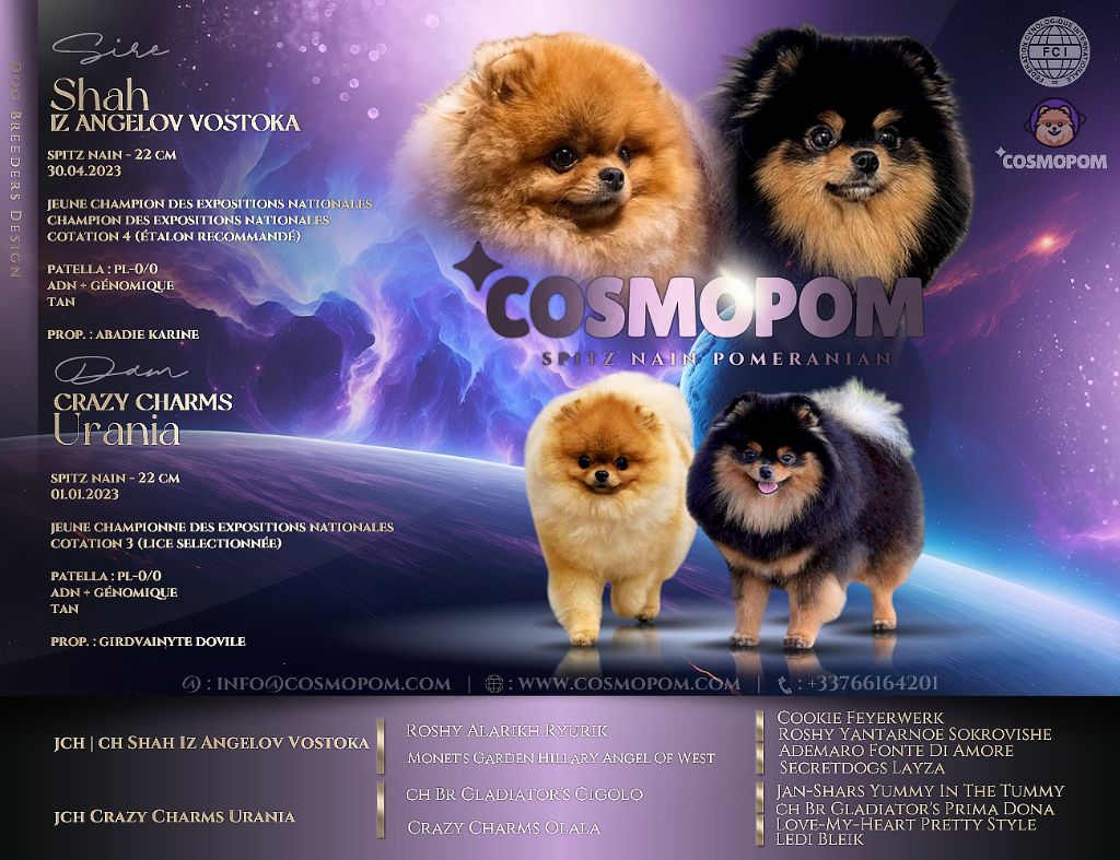 Naissance des chiots COSMOPOM