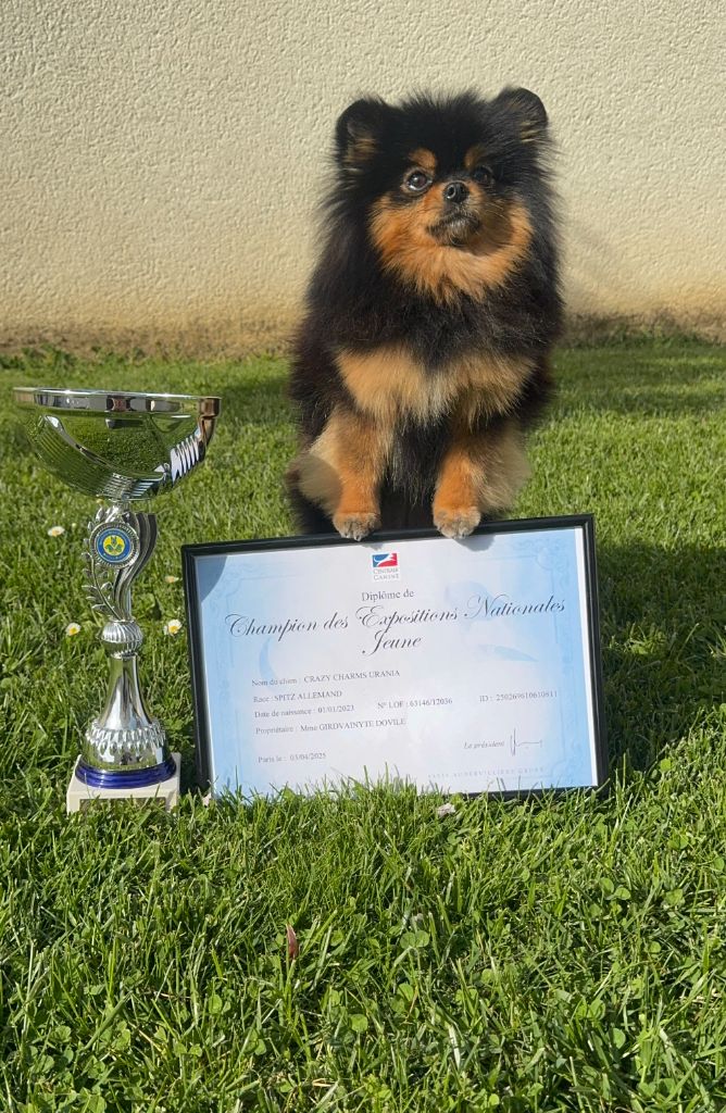 Cosmopom - Crazy Charms Urania Jeune Championne des Expositions Nationales