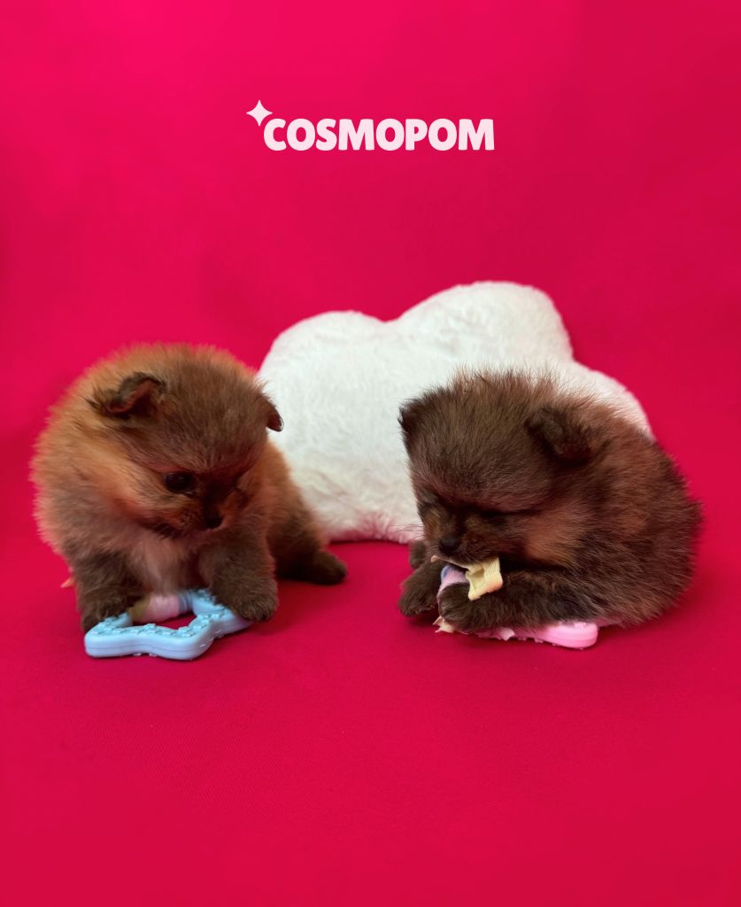 Chiot Spitz allemand Cosmopom